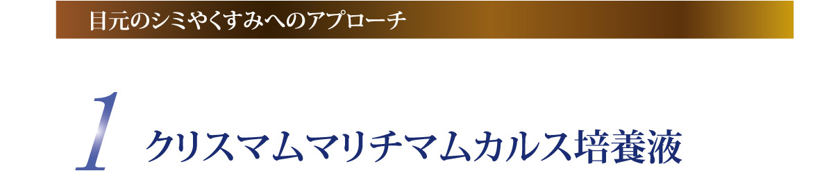 1 クリスマムマリチカムカルス培養液