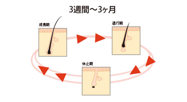 同じ本数でこの違い！のビジュアル