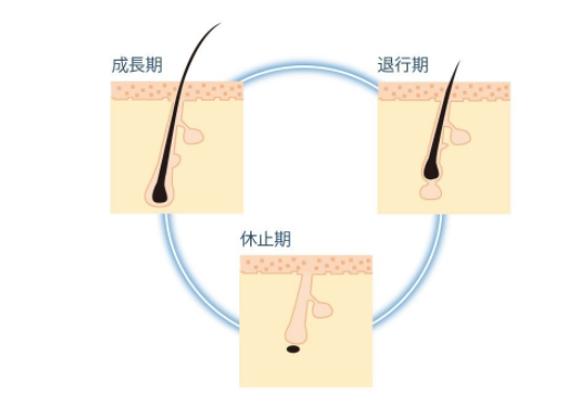 正常なまつ毛サイクル図